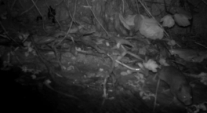 Campagnol amphibie - &copy; GALVIN A